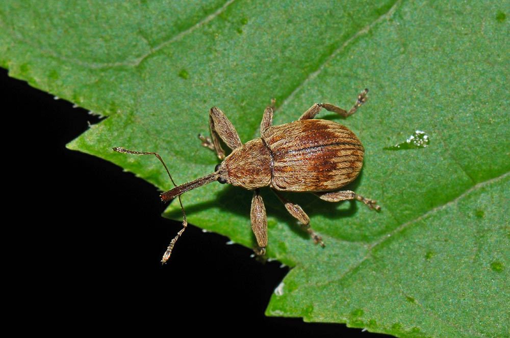 Anthonomus rectirostris - (Curculionidae)